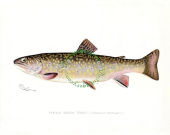 Vintage fish print digital download: Female Brook Trout , by Denton, 1903