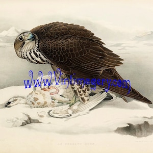 Vintage bird print digital download: Falcon No. 5, 1853