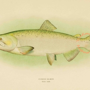 Alaskan Chinook Salmon - Male, 1907: Digital Image - Instant Download