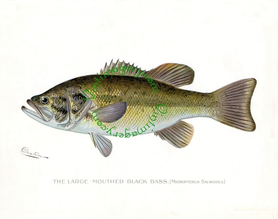 Vintage Fish Print Digital Download: Large Mouthed Black Bass by