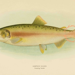 Humpback Salmon - Breeding Female, 1907: Digital Image - Instant Download