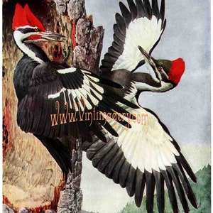 Pileated Woodpecker print, by L. A. Fuertes, 1910: Vintage Bird print digital download