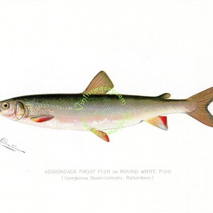 Vintage fish print digital download: Adirondack Frost Fish, by S. F. Denton, 1903
