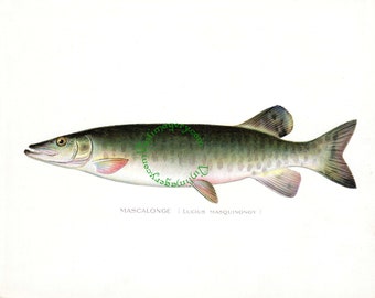 Vintage fish print digital download: Mascalonge (Muskellunge) print, by S. F. Denton, 1903