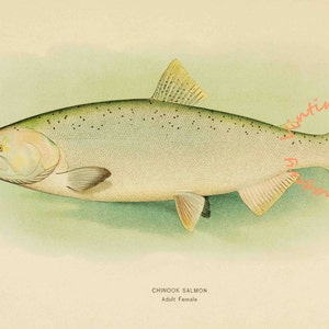 Alaskan Chinook Salmon - Female, 1907: Digital Image - Instant Download