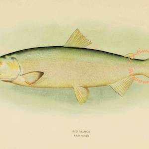 Red Salmon - Female, 1907: Digital Image - Instant Download
