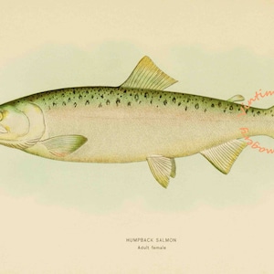 Humpback Salmon - Female, 1907: Digital Image - Instant Download