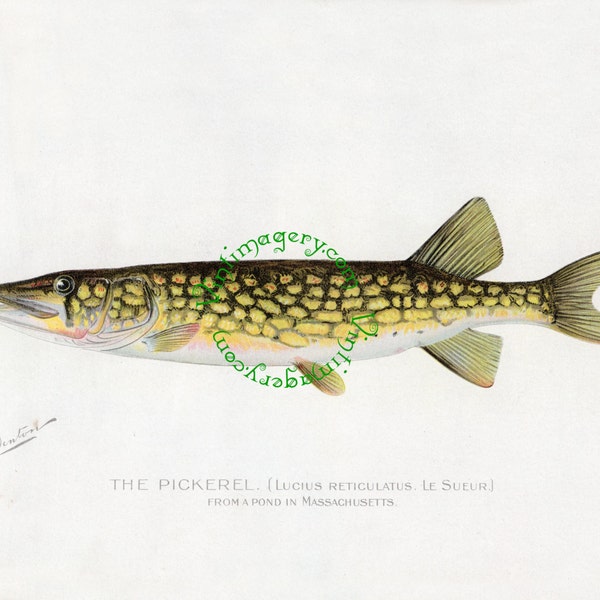Vintage fish print digital download: Pickerel, by S. F. Denton, 1903