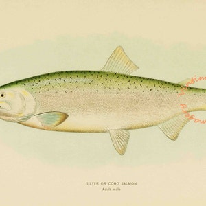 Silver/Coho Salmon - Male, 1907: Digital Image - Instant Download