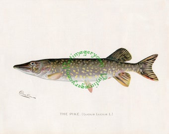 Vintage fish print digital download: Pike, by S. F. Denton, 1903