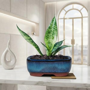 Peut inclure: Une plante serpent aux feuilles vertes panachées plantée dans un pot en céramique rectangulaire. Le pot présente un vernis bleu profond qui passe à une base brun foncé. La plante est installée dans du terreau sombre sur une surface blanche.
