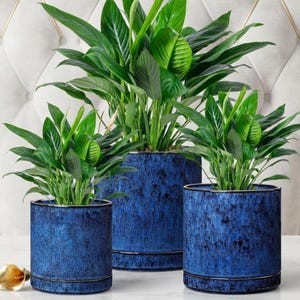 May include: Three cylindrical ceramic planters in a deep blue mottled finish with a dark rim. Each pot contains a lush green peace lily plant with broad, pointed leaves. The planters are arranged in a group, with the centre pot being the tallest.