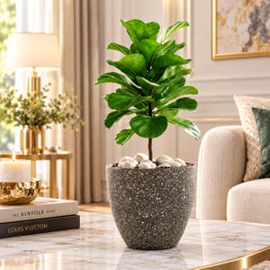 Pode incluir: Uma planta figueira-lira em vaso com folhas largas, de um verde vibrante e em forma de violino. A planta está num vaso escuro e salpicado em forma de taça, preenchido com pedras decorativas brancas na base, pousado sobre uma superfície polida.