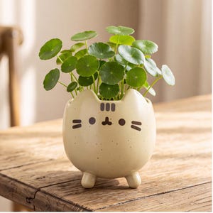 May include: A cream-colored ceramic planter shaped like a cat with small ears, three vertical forehead stripes, two eyes, a small nose, and six whiskers. The planter has three short legs and contains a green plant with round, coin-shaped leaves.