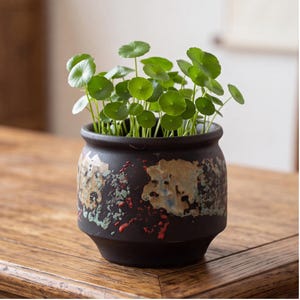 May include: A matte black ceramic planter with a rounded body and a tapered base. The exterior features a textured, abstract glaze pattern in shades of metallic gold, copper, and red. A small green plant with round, coin-shaped leaves grows inside.