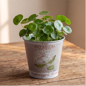Puede incluir: Una maceta de metal que contiene una planta verde con hojas redondas. La maceta es de color gris claro con el texto THE BOTANICAL SOCIETY y Hydrangea flower impreso en el frente, junto a una ilustración detallada de una flor de hortensia.