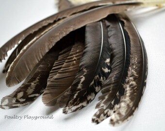 Feathers wing primaries black white pheobe