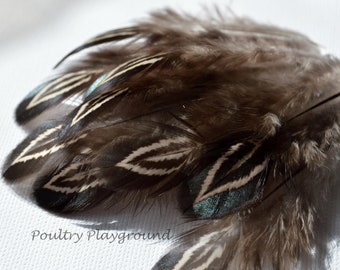 Feathers tips black and white laced pheobe