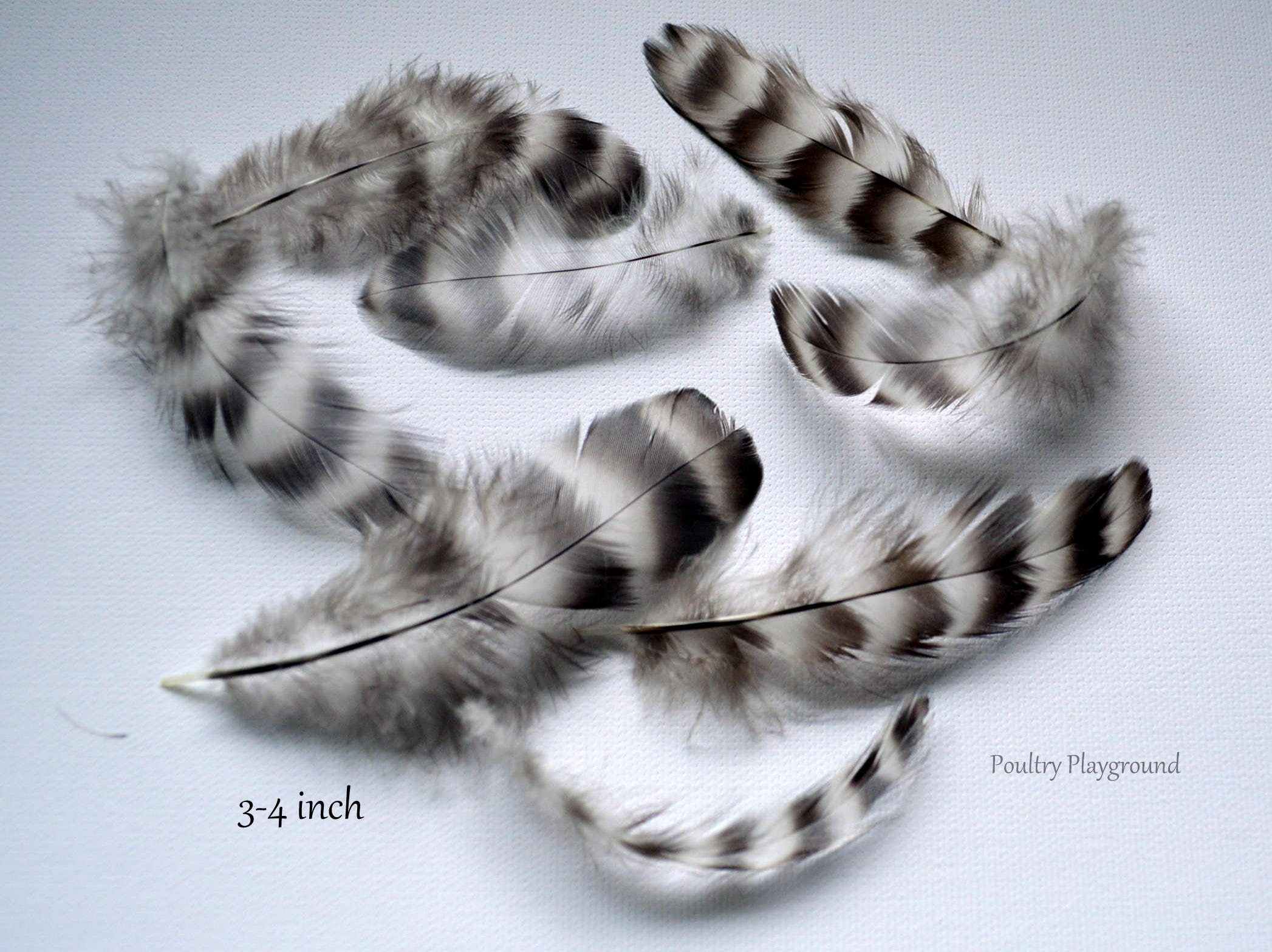 Feathers Variety Grey white black barred Reede Etsy