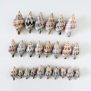 Puede incluir: Una colección de veintitrés conchas marinas en espiral dispuestas en tres filas horizontales. Cada concha presenta un ápice puntiagudo y un patrón de rayas o manchas marrones, bronceadas y blancas, mostrando variaciones naturales.