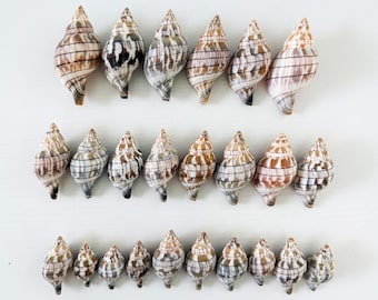 Paquete de conchas de tulipán rayado de Florida (24 conchas) + conchas adicionales