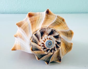 Caracol relámpago grande de color amarillo, blanco y marrón (19,7 cm) + Conchas de regalo