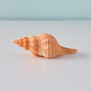 May include: A single spiral seashell with a pointed apex and a tapered base. The shell features a textured surface with vertical ridges and a soft, pale peach color throughout, displaying natural variations in tone from light to medium orange.