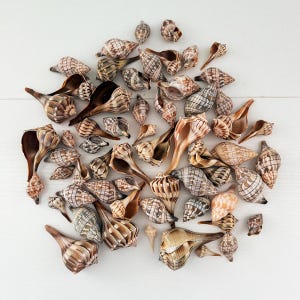 May include: A collection of various sea shells in shades of brown, tan, and cream. The shells feature intricate spiral patterns, ribbed textures, and pointed ends. They are arranged in a loose cluster, displaying a variety of shapes and sizes.
