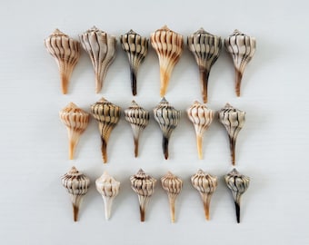 Paquete de conchas de caracol marino pequeño de Florida (18 conchas)