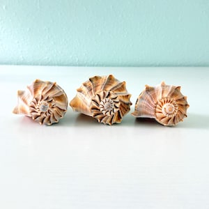 May include: Three spiral seashells arranged in a horizontal row. Each shell features a conical shape with a pointed apex and intricate, radiating ridges in shades of tan, brown, and cream. The shells exhibit a natural, textured surface.