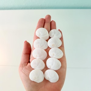 May include: Ten small, smooth, white moon snail shells arranged in two vertical columns. Each shell features a delicate, spiraling pattern that leads to a central point, showcasing a clean, matte texture and a rounded, symmetrical shape.
