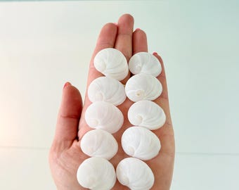 Conchas marinas de 2,5 cm (paquete de 10) + conchas sorpresa de regalo