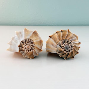 May include: Two spiral seashells with intricate ridges and patterns. The left shell features cream and light brown tones, while the right shell displays deeper shades of tan and brown. Both shells have a central whorl and a flared, textured edge.