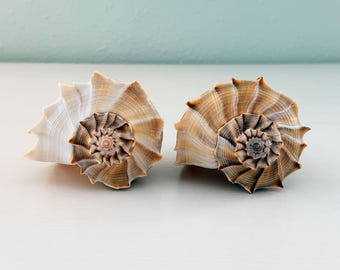 Dos grandes conchas de caracol relámpago (paquete) + conchas adicionales