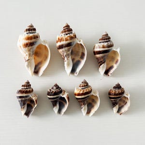 Puede incluir: Una colección de siete caracoles marinos en espiral dispuestos en dos filas. Cada concha presenta una espira puntiaguda y una abertura ancha, mostrando un patrón de bandas horizontales de color marrón oscuro y crema en sus superficies texturizadas.