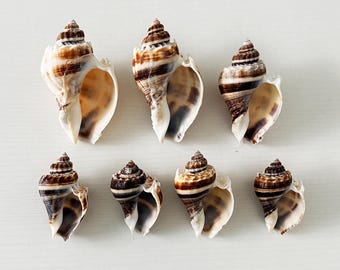 Conchas marinas King Crown (paquete de 7)