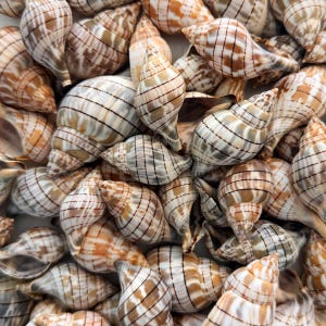 May include: A collection of numerous small, spiraled sea shells featuring a distinct pattern of thin, dark brown vertical lines over a light tan and cream-colored surface. Each shell displays a pointed apex and a smooth, curved exterior.
