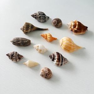 May include: A collection of twelve assorted seashells in various shapes, sizes, and colors, including shades of brown, tan, orange, white, and grey. The shells feature diverse textures, spiral patterns, and smooth surfaces arranged in a scattered group.