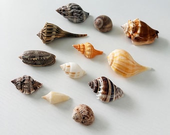 12 Southwest Florida Seashell Bundle + Free Surprise Shells