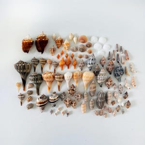 Puede incluir: Una gran colección de conchas marinas variadas en diversas formas, tamaños y texturas. Las conchas presentan una paleta de colores naturales que incluye tonos marrones, bronceados, crema, blancos, grises y naranjas, con formas espirales.