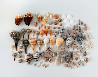 Paquete de conchas marinas del suroeste de Florida (más de 90 conchas) + Conchas adicionales