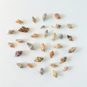 May include: A collection of small, spiraled seashells in various shades of tan, brown, and cream. Each shell features a distinct conical shape with textured ridges and pointed tips, scattered across the frame in a loose, organic arrangement.