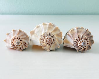Florida Lightning Whelk Seashells (Bundle of 3) + Bonus Shells