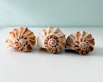 Tres grandes conchas de caracol marino Florida Lightning Whelk (paquete de 3) + conchas adicionales
