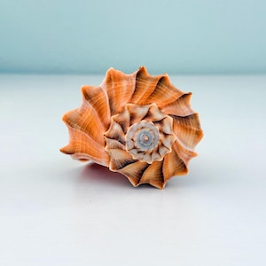 Rare Orange Shells - Etsy