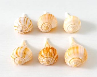 6 conchas de caracol marino – Decoración costera amarilla y blanca, materiales para manualidades (paquete) - Más conchas de regalo
