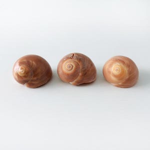 May include: Three smooth, rounded sea shells arranged in a horizontal row. Each shell features a spiral pattern at the center with shades of tan, light brown, and cream. The shells have a polished, glossy texture and a curved, dome-like shape.