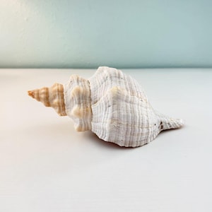 May include: A natural seashell with a spiraled, pointed tip and a wide, textured body. The shell features a gradient of light tan and beige at the apex, transitioning into a predominantly white, ridged surface with subtle vertical grooves throughout.