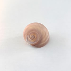 Pode incluir: Uma concha lisa e arredondada com uma paleta de cores suaves e subtis em tons de castanho claro e bege. A concha apresenta um padrão em espiral distinto e apertado no centro, que irradia para o exterior com gradientes suaves e ondulados.