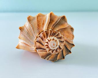 Caracol relámpago color caramelo (18,4 cm) + Conchas de regalo